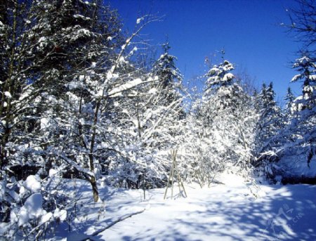 雪原美景之松树图片