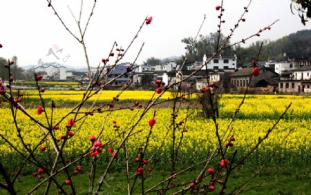 桃花小村图片