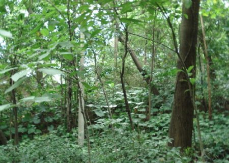 广州茂密丛林图片