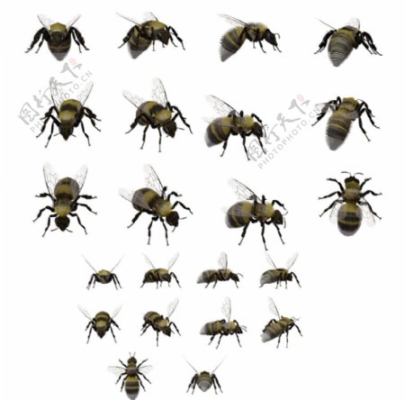 大黄蜂图片