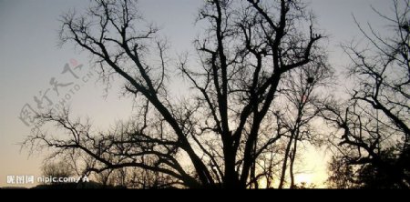 夕阳中的树影图片