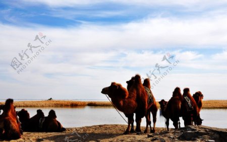 居延海边的骆驼图片
