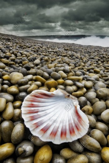 海边卵石贝壳图片