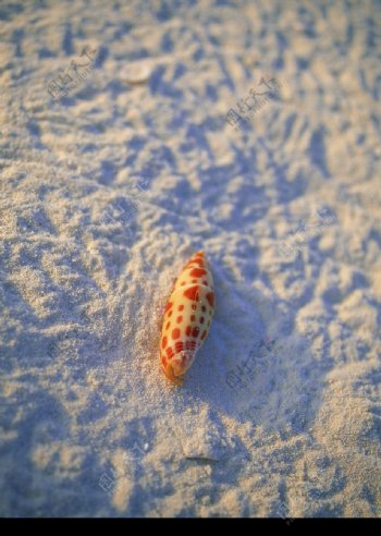 海滩风光贝壳海螺图片
