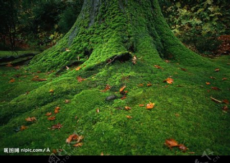 大树下那翠绿的苔藓图片