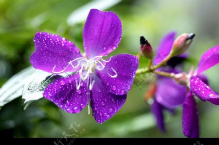 雨后花卉图片