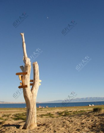 茶卡盐湖枯木图片
