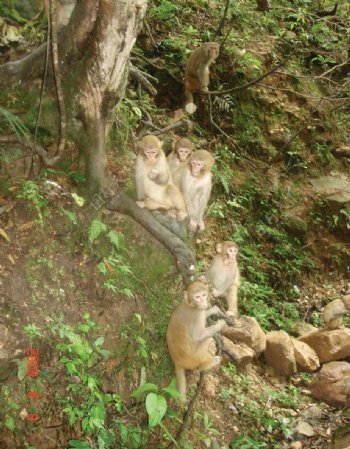 金鞭溪野猴图片