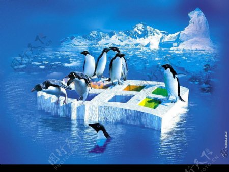南极冰山企鹅图片