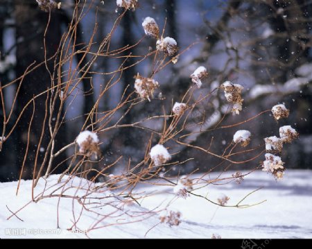 精品底纹素材冬天雪景图片