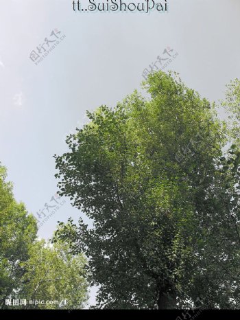 树影图片
