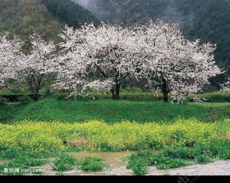 春暖花开图片