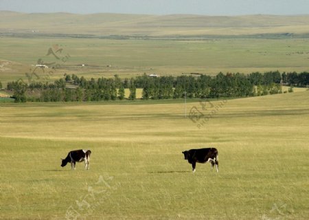 草原和奶牛图片