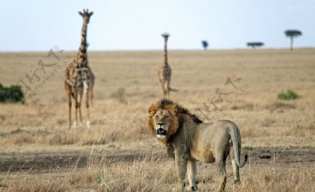 非洲草原狮子图片