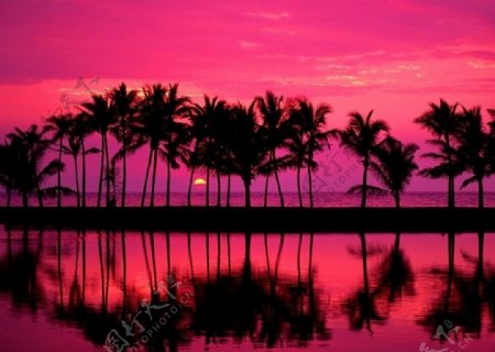 日落的椰林图片