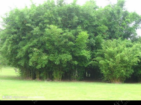 茂密的竹丛图片