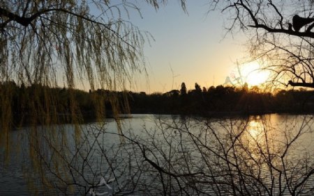 日落的未名湖畔图片