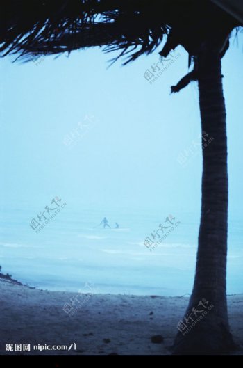 海边棕树图片