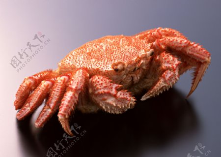红毛蟹高清图图片