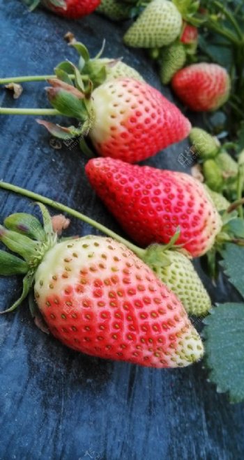 红草莓奶油草莓图片