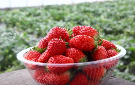 草莓新鲜草莓奶油草莓水果图片