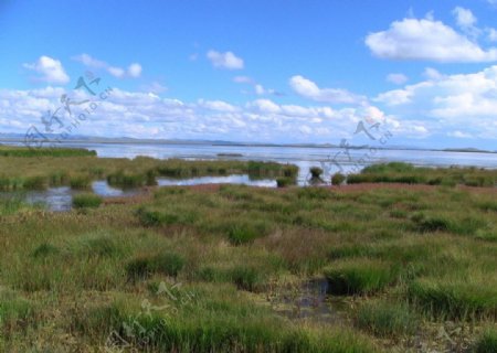 若尔盖草原之花湖湿地风光图片