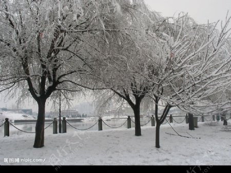 雪景柳树图片