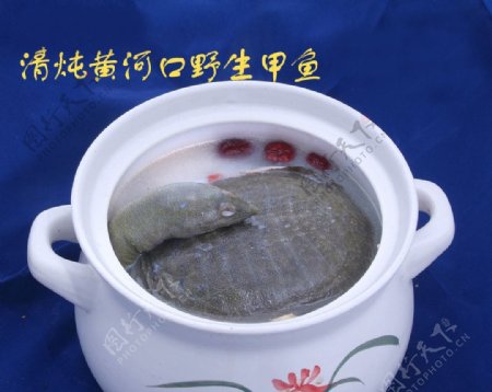 清炖黄河口野生甲鱼图片