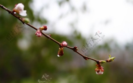 雨后杏花图片