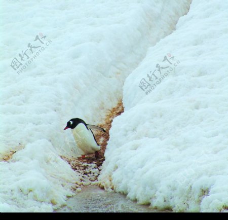 独辟蹊径企鹅雪景图片