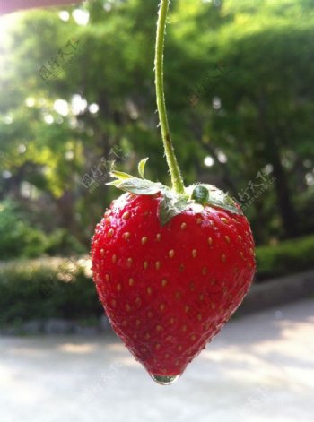 一颗大草莓图片