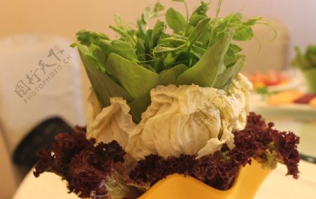 香麦油麦菜白菜紫苏蔬菜图片