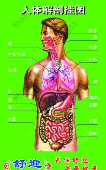 人体解剖挂图图片