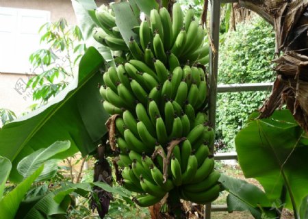香蕉树图片
