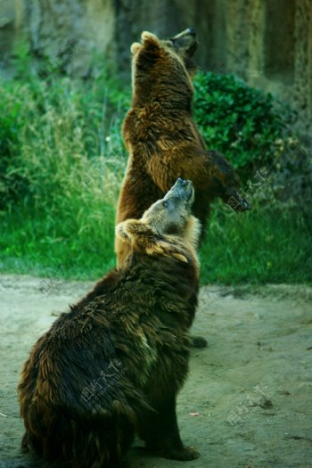 觅食的棕熊图片