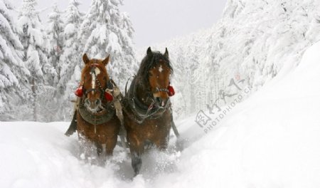雪中奔跑的马图片