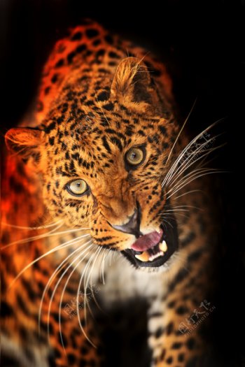 豹子凶猛野生动物图片