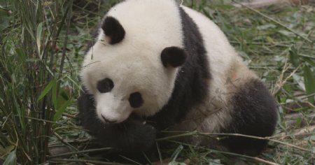 熊猫动物图片