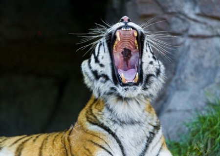 嘶吼的老虎图片