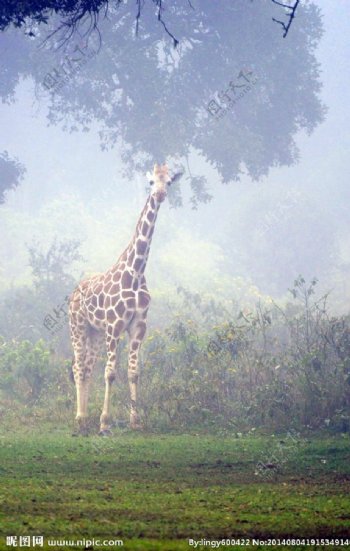 晨雾中的长颈鹿图片