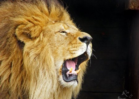 狮子吼图片