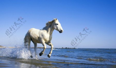 海边奔驰的白马图片