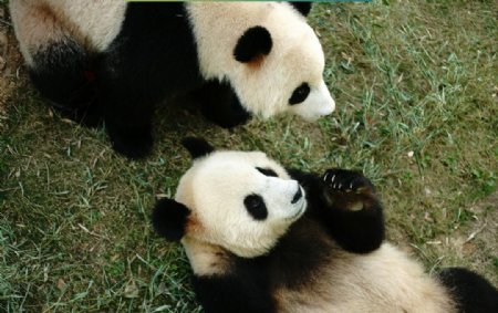 南山竹海熊猫摄影图片