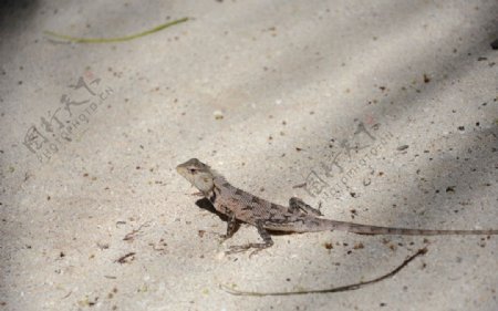 沙滩蜥蜴图片