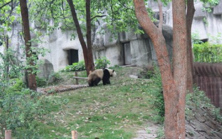 熊猫图片