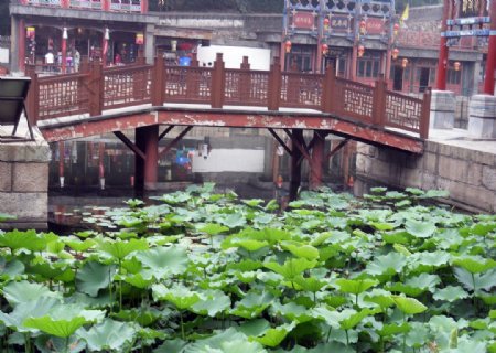 北京颐和园荷花池图片