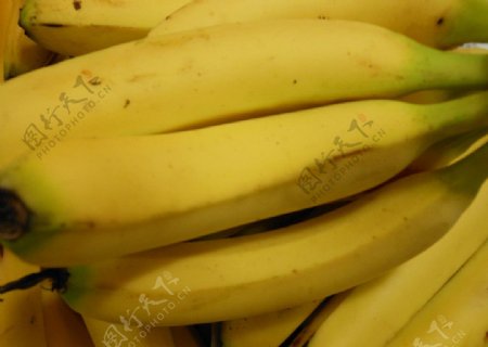 香蕉海南蕉图片