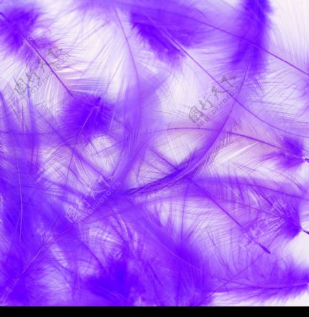 紫色羽毛底纹图片