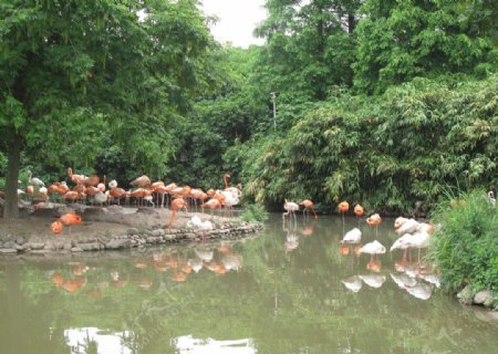 野生红鹭图片