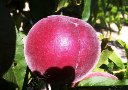 熟透的桃子图片